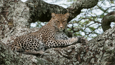  Leopard in Tanzania 