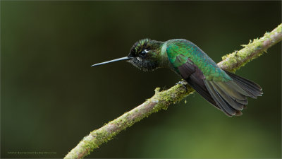 Magnificent Hummingbird 