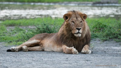 Male Lion in Tanzania