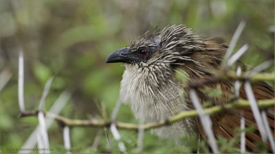 White-browed Coucal Tanzania