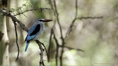 Woodland Kingfisher in Tanzania