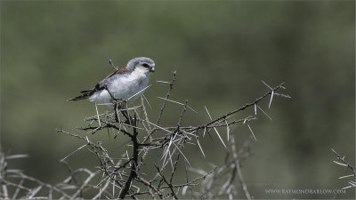 Falcon in Tanzania 