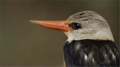 Gray-headed Kingfisher - Tanzania