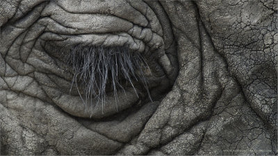 Elephant Eye with the Swarovski Spotting Scope in Tanzania