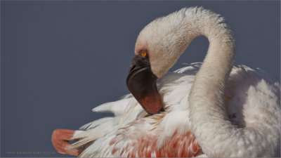 Flamingo Preening 