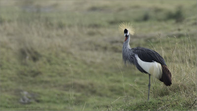Grey Crowned Crane 