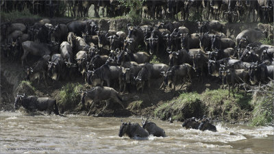 Wildebeests Crossing at the Mara River 