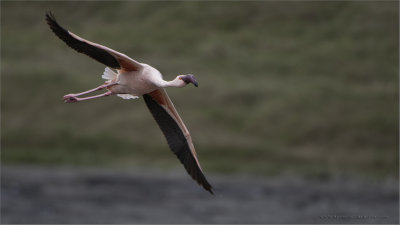 Flamingo in Flight 