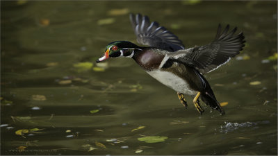 Male Wood Duck in Flight 