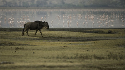Wildebeest and Flamingos 