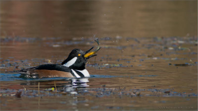 Hooded Merganser with Lunch