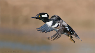 Hooded Merganser in Flight 