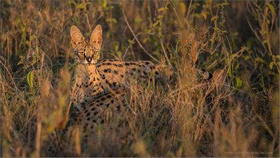 Servo Cat in Tanzania