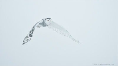 Snowy Owl in Flight