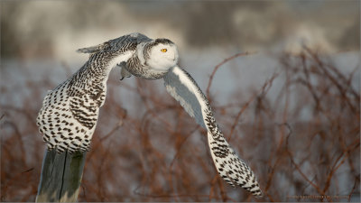 Snowy Owl in Flight