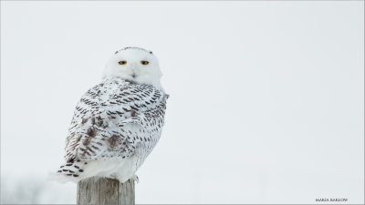 Maria's Snowy Owl