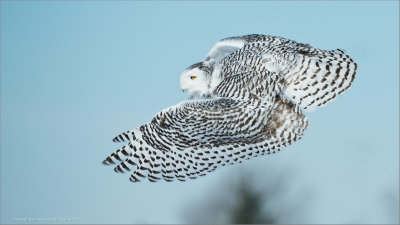 Snowy Owl Lift Off