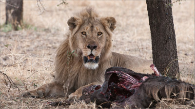 Lion with a Kill