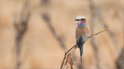 Lilac Breasted Roller in Tanzania
