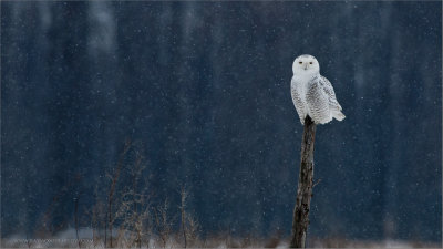Snowy Owl re-edit