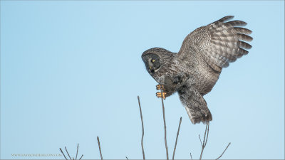 Great Gray Owl Incoming 