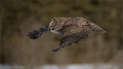 Great Gray Owl in Flight