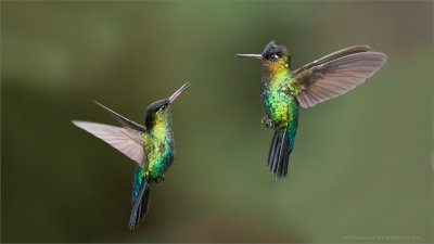 Firery throated Hummingbirds in Flight