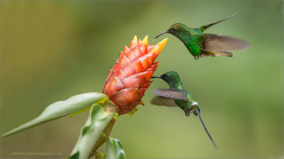 Coppery-headed Emerald and Green Thorntail hummingbirds
