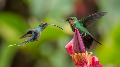 Green Hermit and Green-crowned Brilliant 