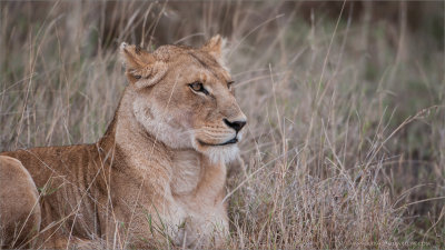 Female Lion 