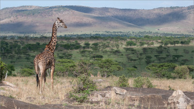 Giraffe on the Serengeti