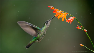 Magnificent Hummingbird 