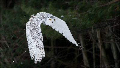 Snowy Owl in Flight   (captive)