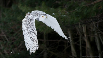 Snowy Owl in Flight (captive)