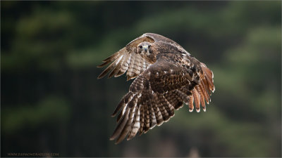 Red-tailed Hawk in Flight  (captive)