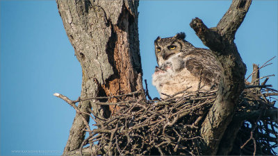 Great Horned Owl nest 