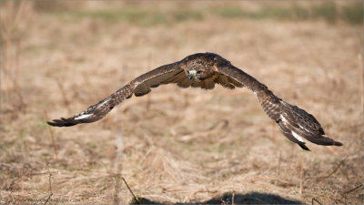 Red-tailed Hawk in Flight  (captive)