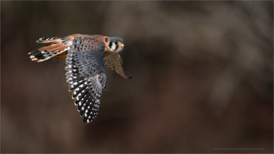 Kestrel in Flight  (captive)