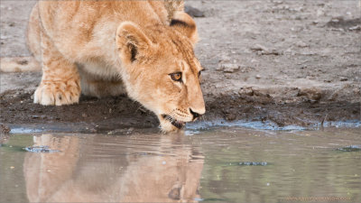 Young Lion Drinking 