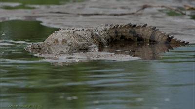 Crocodile in Costa Rica