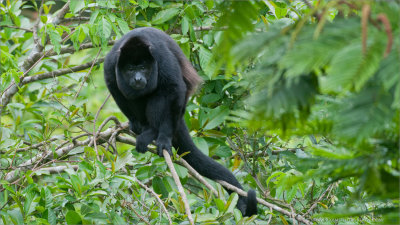 Black Howler Monkey 