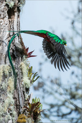 Resplendent Quetzal in Flight