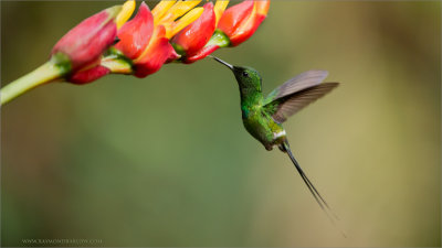 Green Thorntail in Flight 