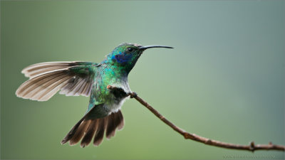 Green Violet-Ear Hummingbird Landing 
