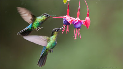 Fiery-throated Hummingbirds in Flight