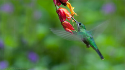  Green-crowned Brilliant in Flight