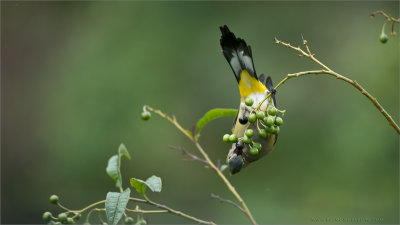 Long-tailed silky-flycatcher 