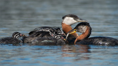 Red-necked Grebe Family 