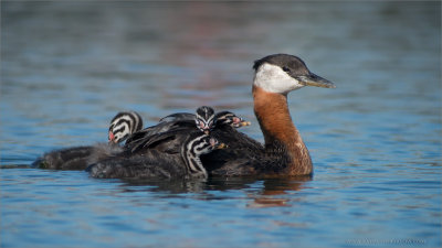  Red-necked Grebe Family