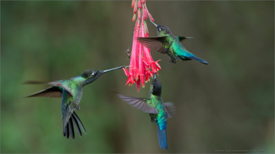 Fiery-throated / Magnificent Hummingbirds in Flight